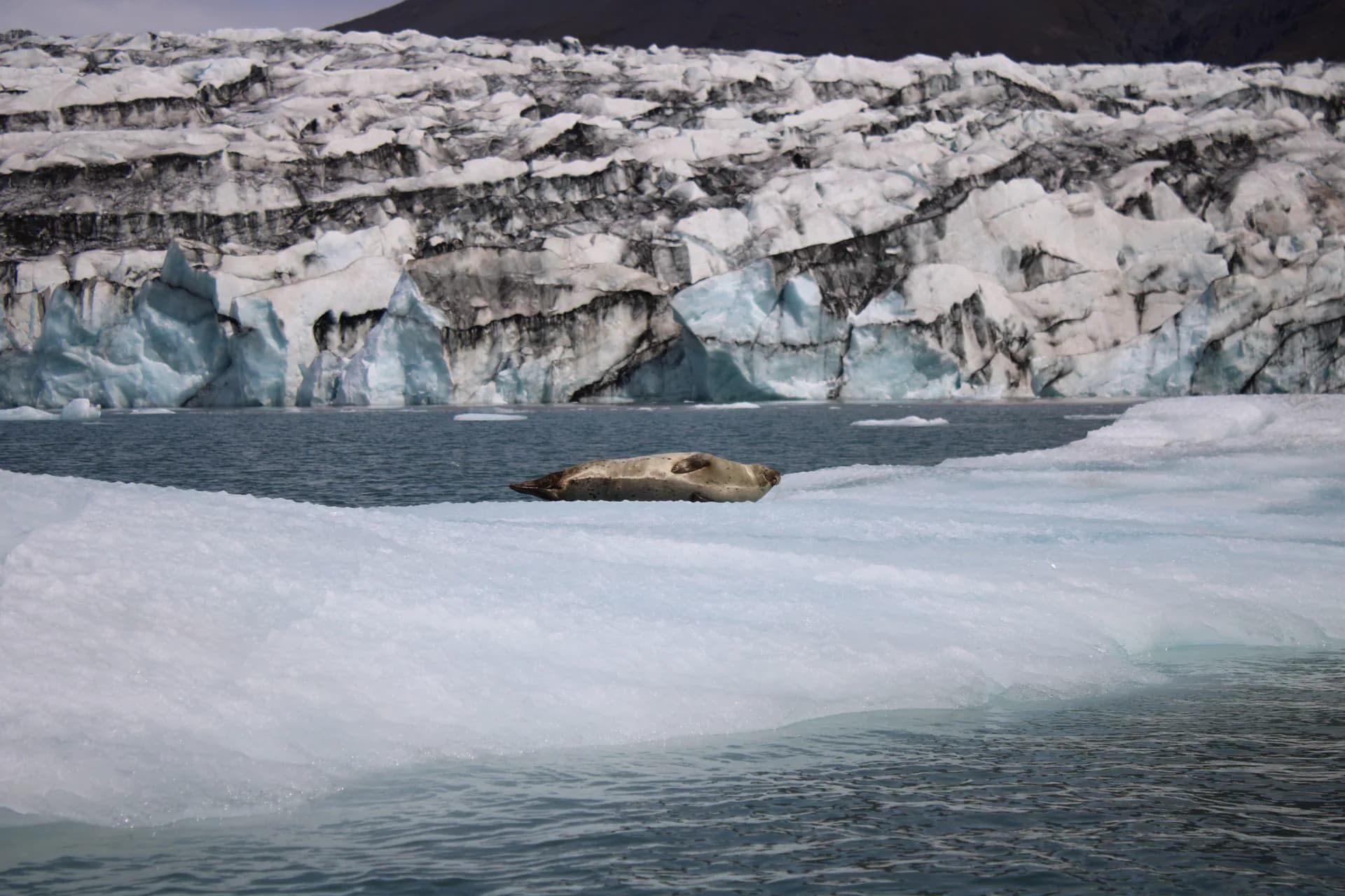 Seal resting on ice at a glacier lagoon in Iceland